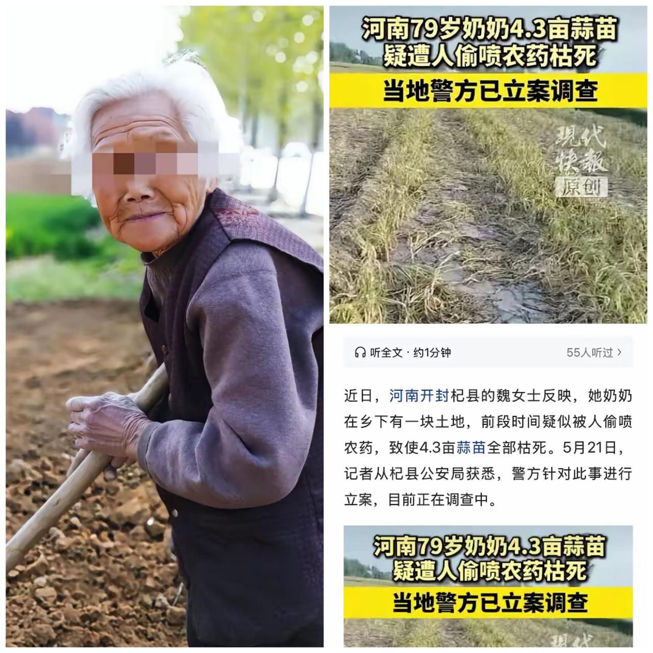 “太缺德了！”河南开封，79岁老太种了4.3亩蒜苗，眼看着要收获了，发现蒜苗突然