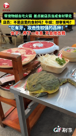 安徽一女子带了一只宠物蛙去火锅店吃饭，服务员上完菜后，她就把宠物蛙放到了餐桌上拍