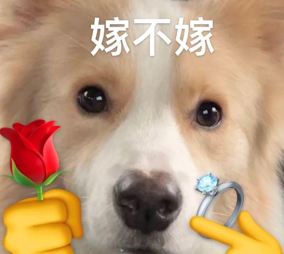 聊天必备表情包第684弹汪汪旺旺 ​​​（拿图吱声） ​​​