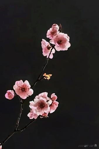 记录我的2026晨起，天还没有全亮，街道两旁的美人梅已经到了花开最美的时间，在街