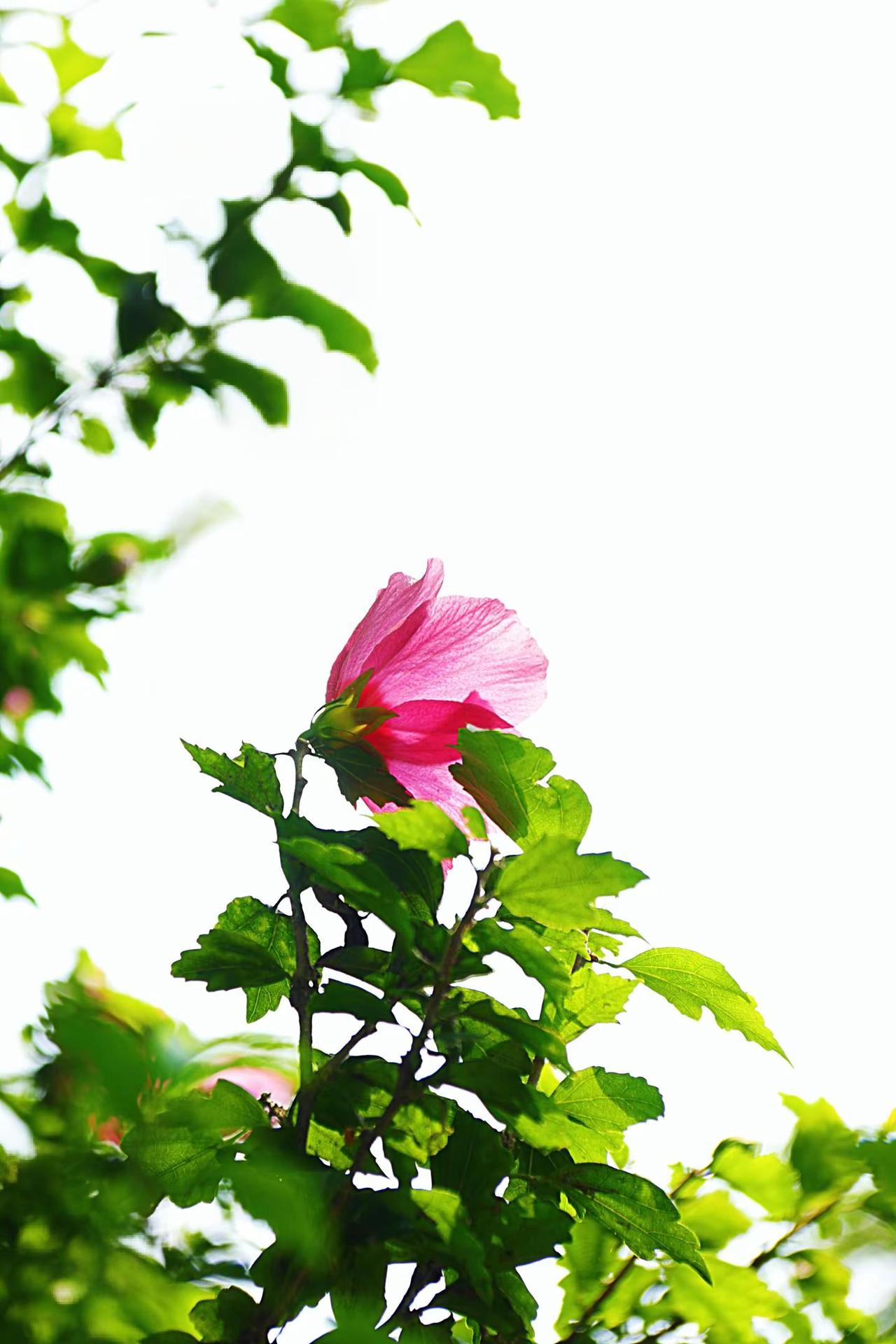 木槿之夏。攝影作品 木槿花开时节