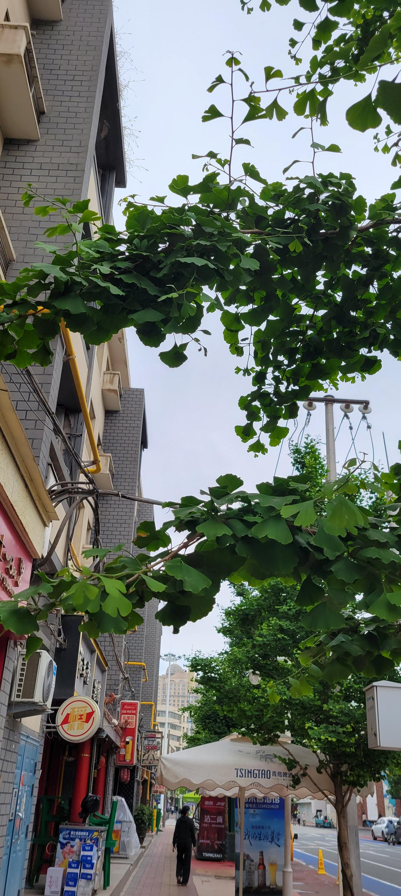 今天上午10点经过兰州市城关区麦积山路，发现前两年栽种的银杏树不仅大都成活了，而
