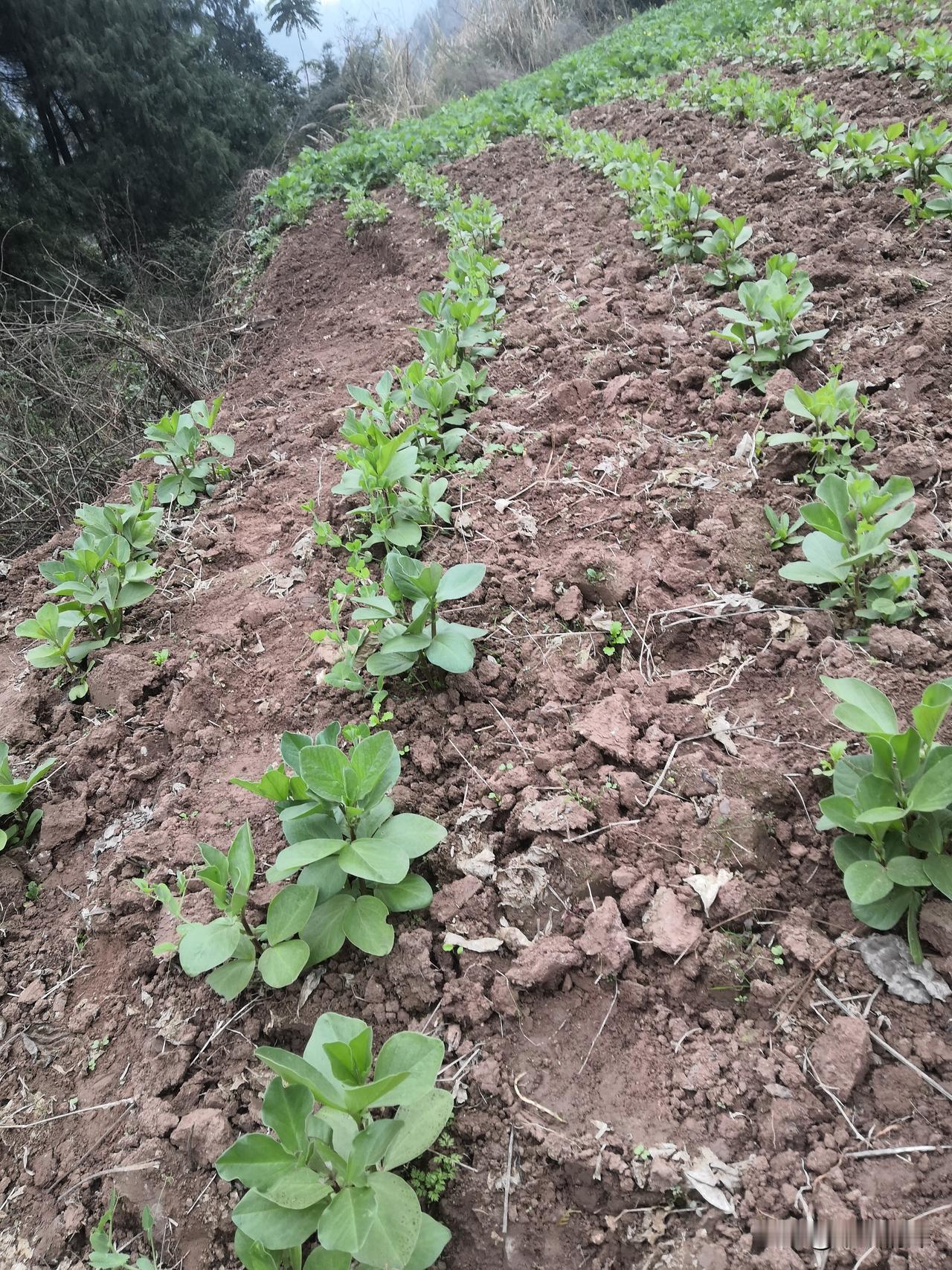 您会喜欢大山里的农村生活吗?会喜欢大山里的农村生活，是的，这是很喜欢的，但这也是