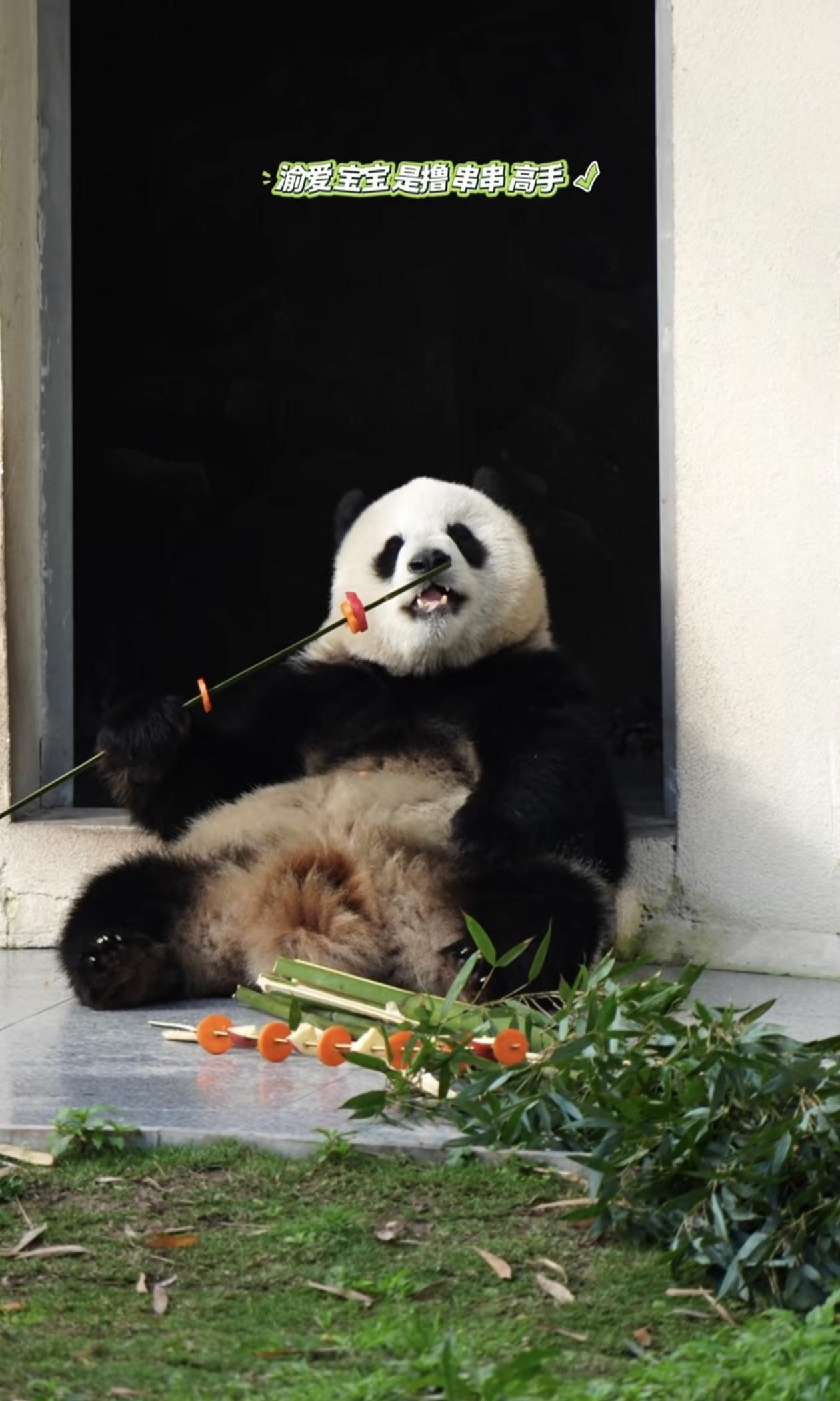 熊猫渝爱的撸串日记
 
重庆的太阳暖洋洋，大熊猫渝爱瘫坐在门口，成了全园最会撸串