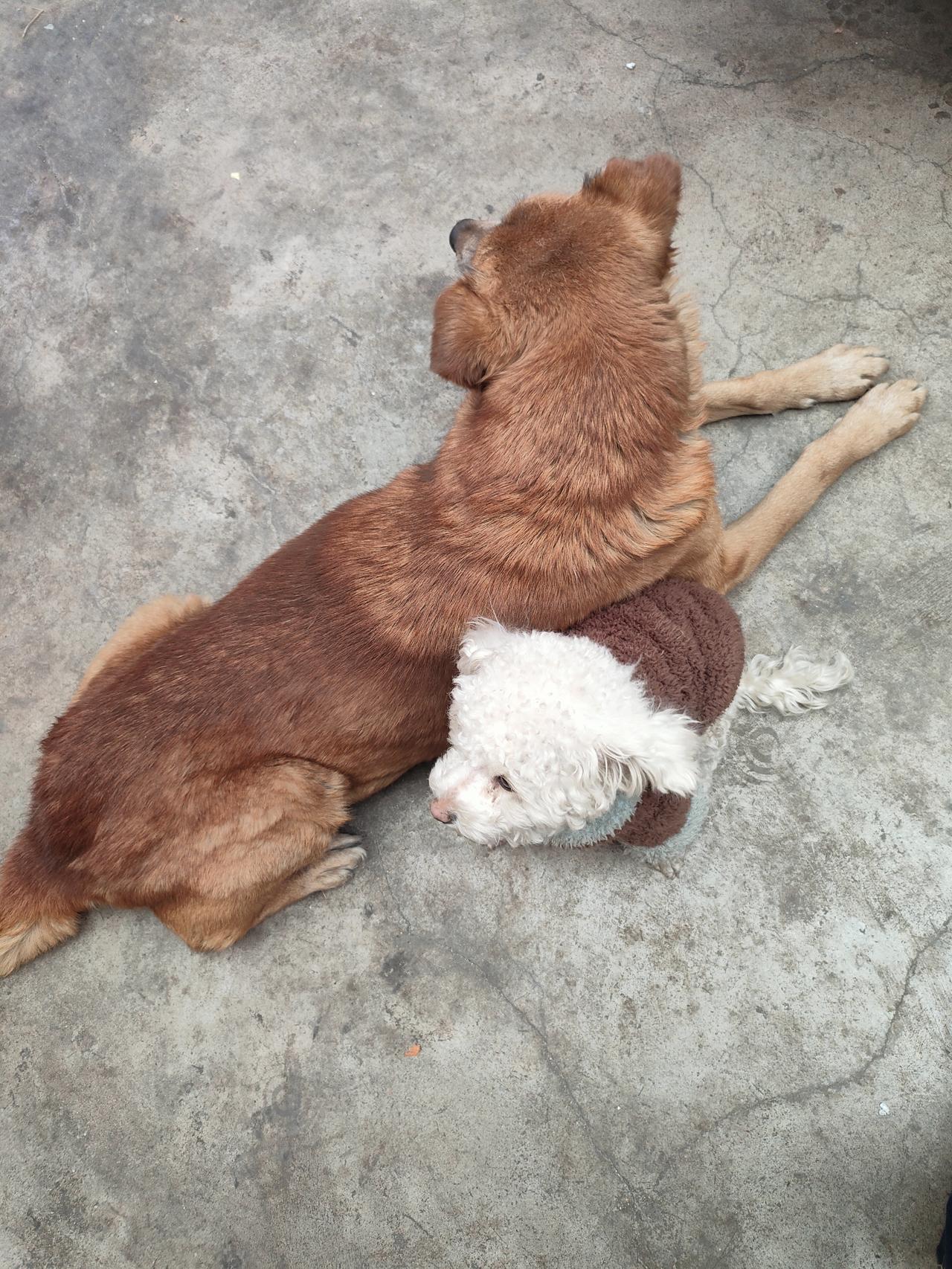一起来分享宠物的温暖大暖汪和小卷毛，凑成了最安心的小窝。大地作毯，大狗是暖烘烘的