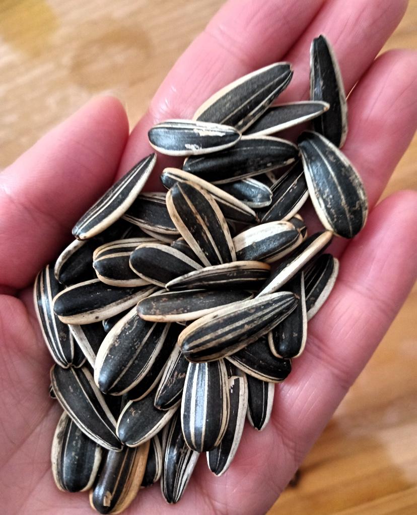 听劝！
吃瓜子一定要喝水，
否则吃大亏！

昨天下班买了包五香瓜子，
晚饭后窝在