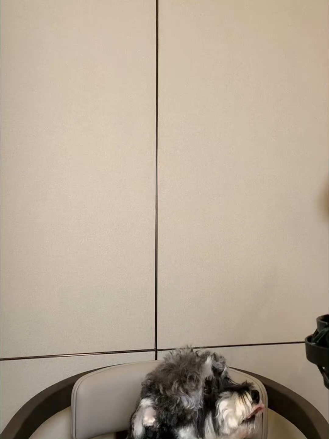刘宇宁去看热闹呆米代播经纪人力捧女明星不是没有道理的，好乖的狗狗哦[抱一抱] ​