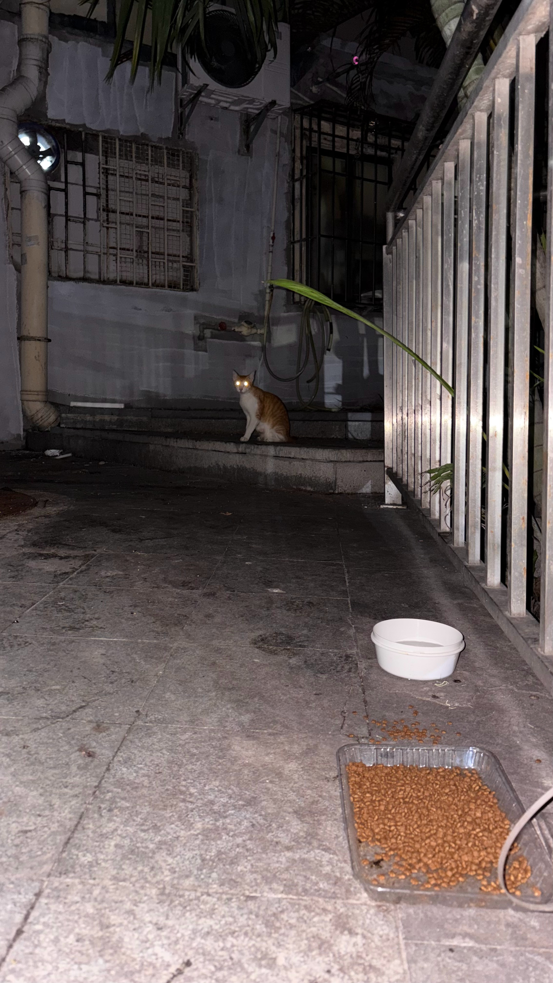 新面孔，想吃又不敢过来流浪猫