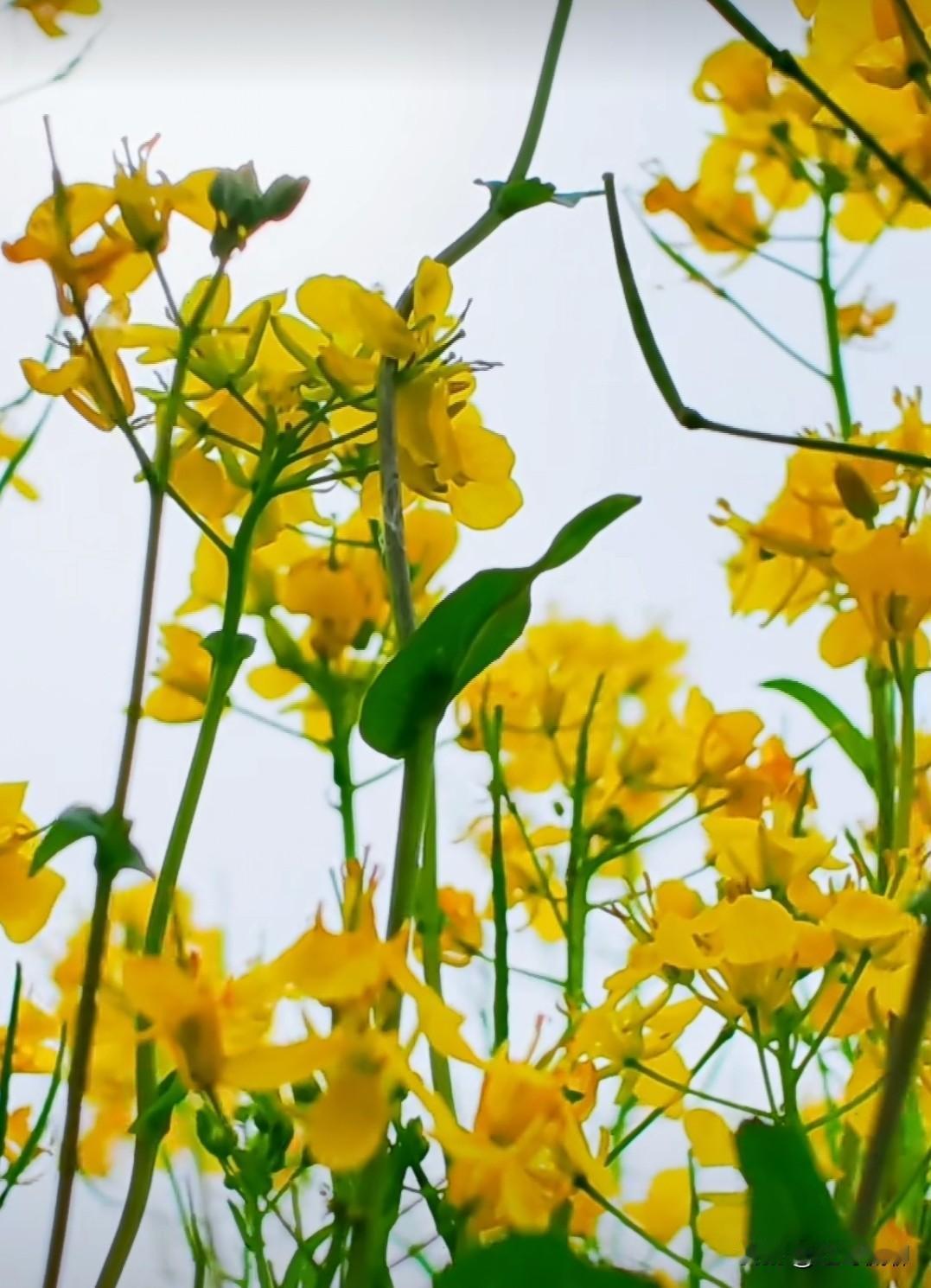 石景山区永定河畔，满眼的油菜花花色正好[赞]