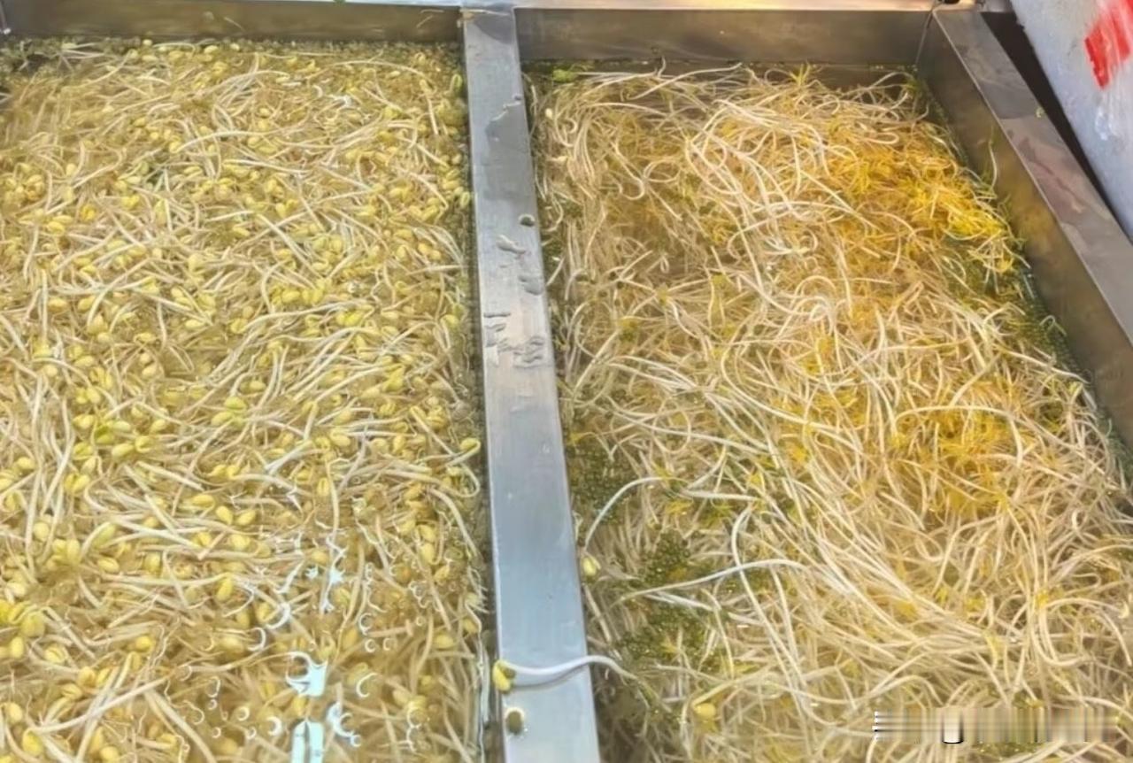 卖豆芽的太聪明了，活该你赚钱！
今天我过来超市买菜，在过蔬菜区看到豆芽这么个卖法