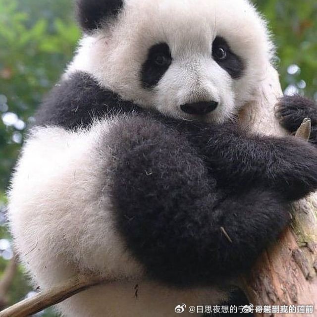 上帝为了补偿白天的诸事烦恼，所以给了我们夜晚的星月和睡眠。晚安🌙 