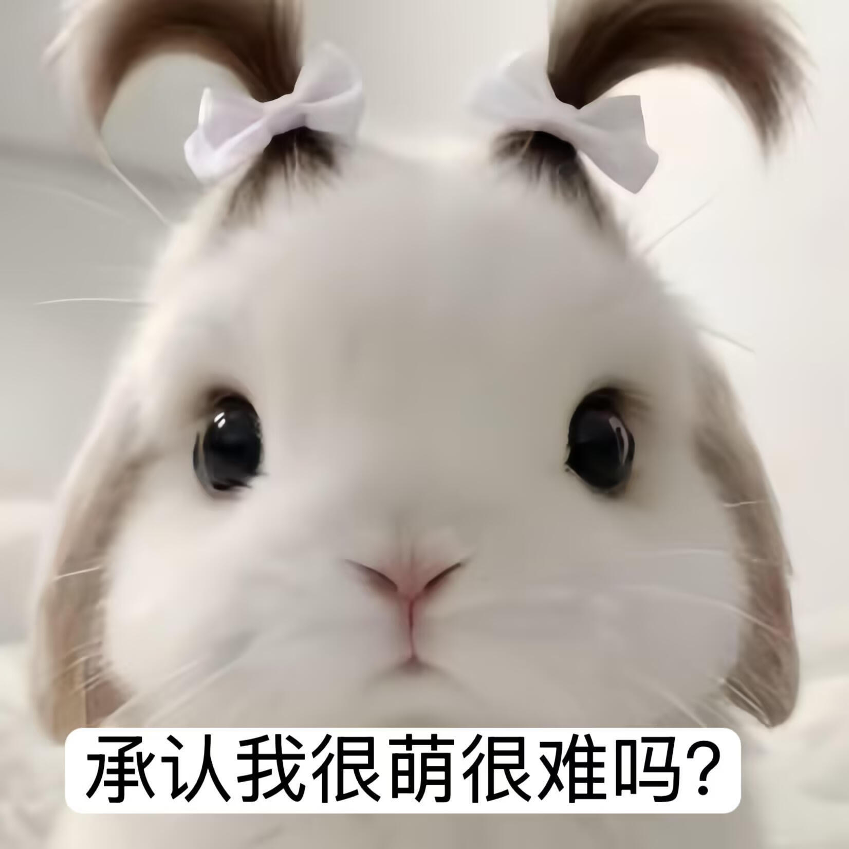 盛夏壁纸大放送动漫仲夏狂欢季兔兔 ₍ᐢ..ᐢ₎♡ 