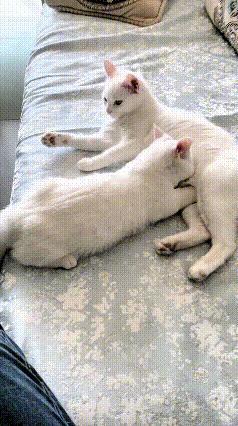 乖乖嘞，这独苗小猫真是被惯坏了！都5个月大了，长得快赶上猫妈妈高了，还赖在妈怀里