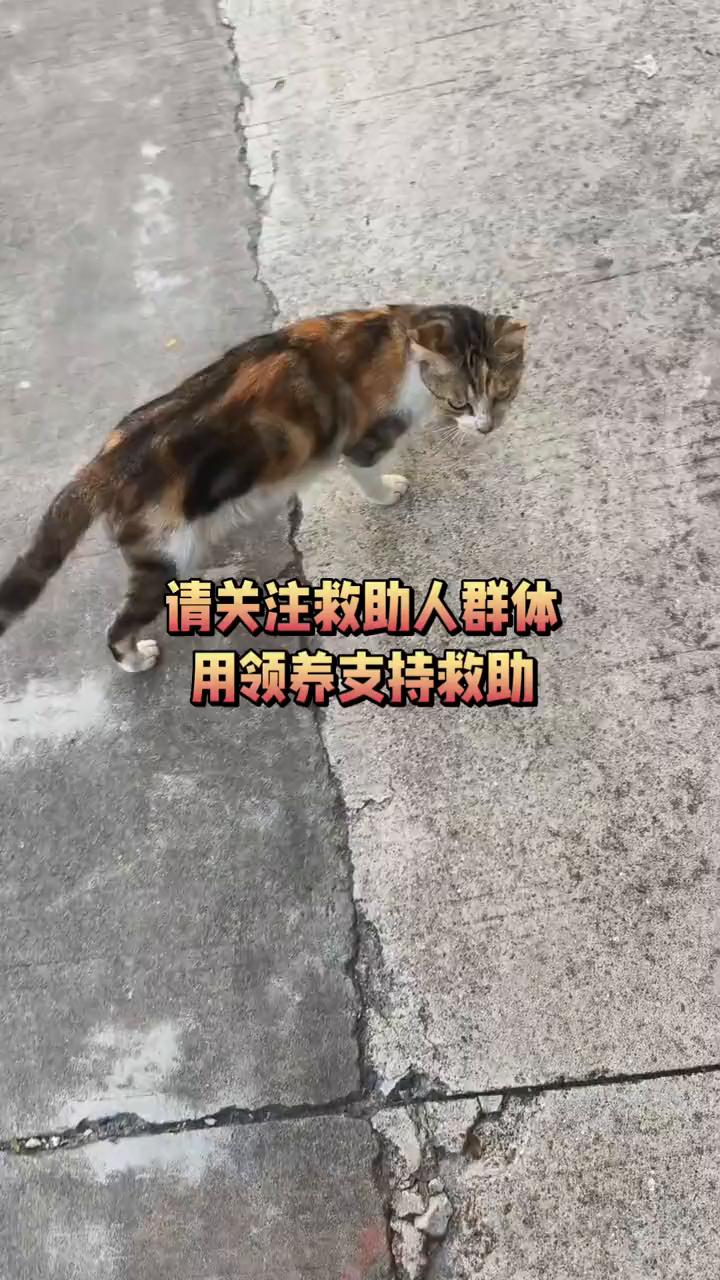请关注救助人群体，用领养支持救助。
救助人帮助小猫小狗，谁来帮助救助人？救助人是