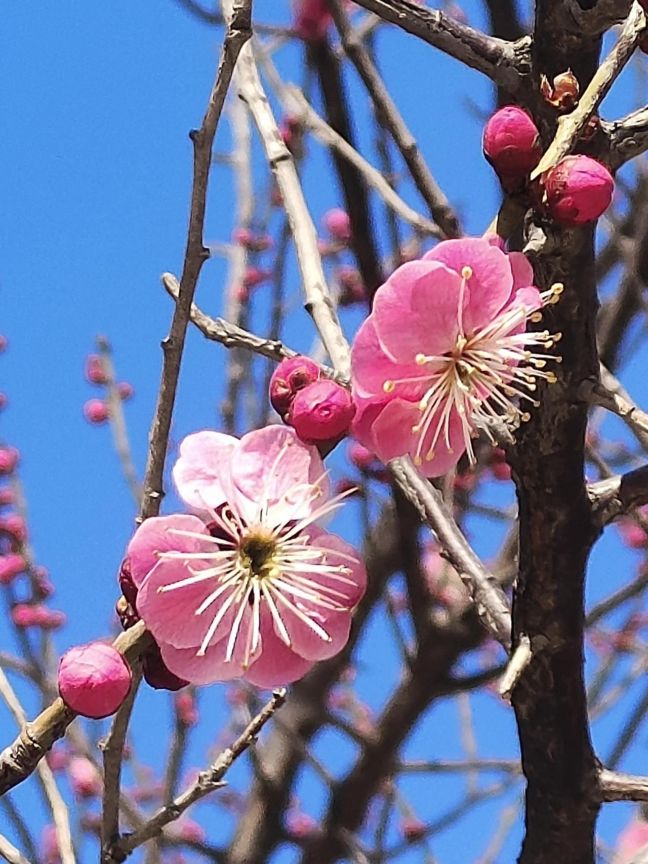 分享一张你相册的拍的花红梅花儿开