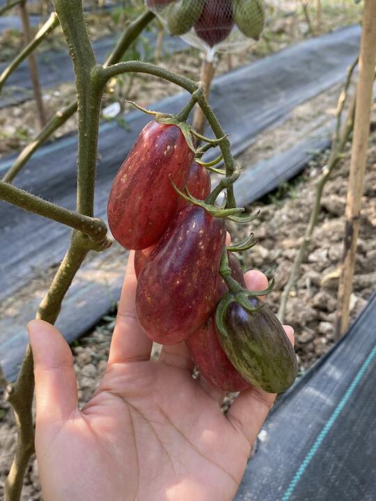 我会一直种「奶油美食」番茄的🍅！！！