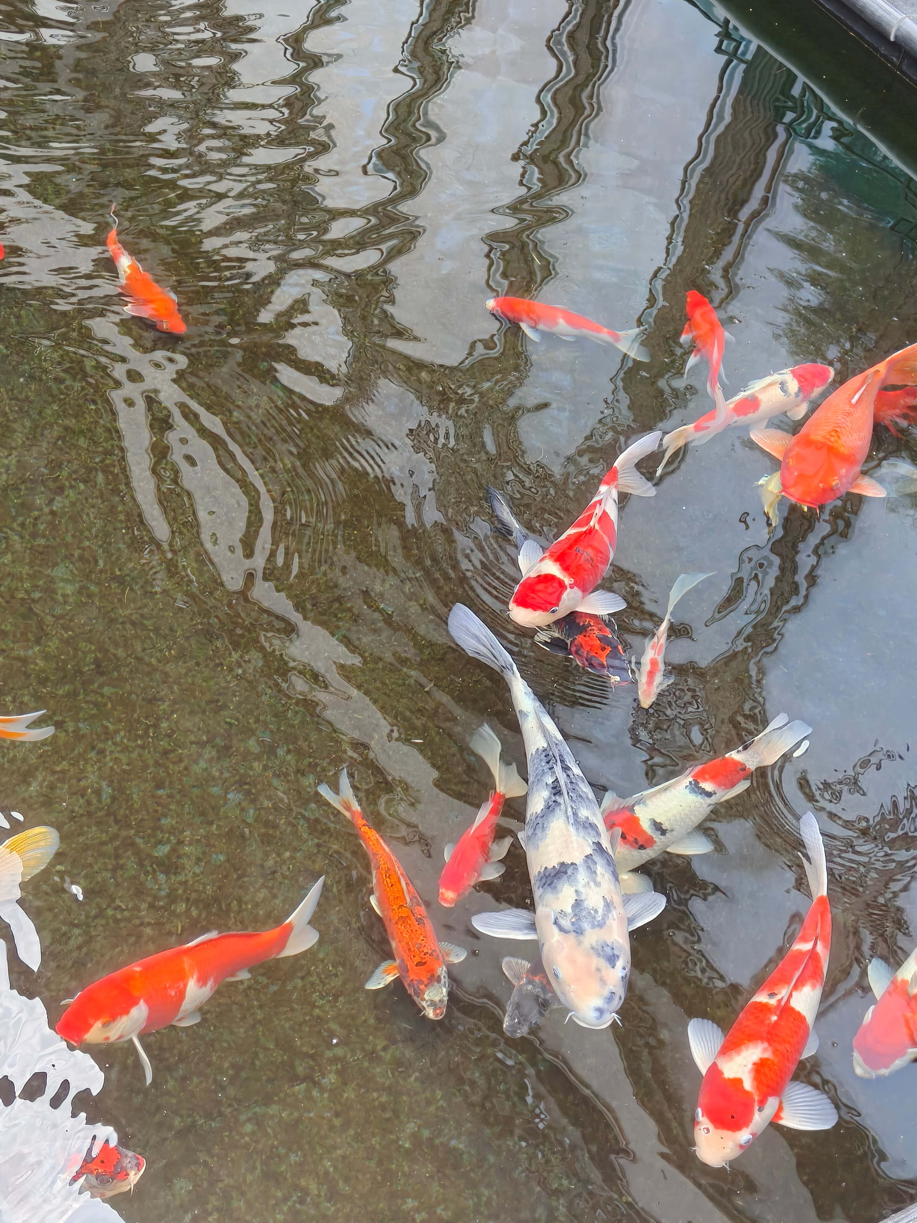 青花瓷锦鲤，见者好运 