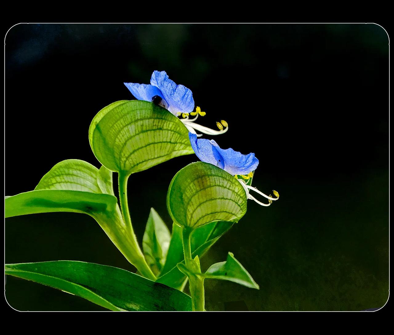 《鸭趾草，野花也婀娜》
        鸭趾草，是鸭跖草科鸭跖草属的—年生披散草