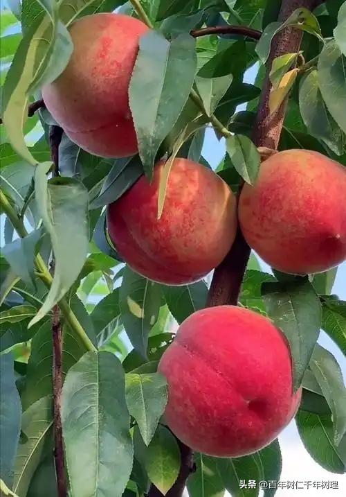 上联：人老弯腰把头低，
下联：桃熟色艳绒毛稀。