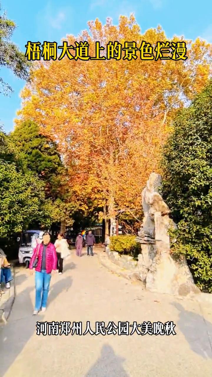 梧桐大道上的景色烂漫，河南郑州人民公园大美晚秋。