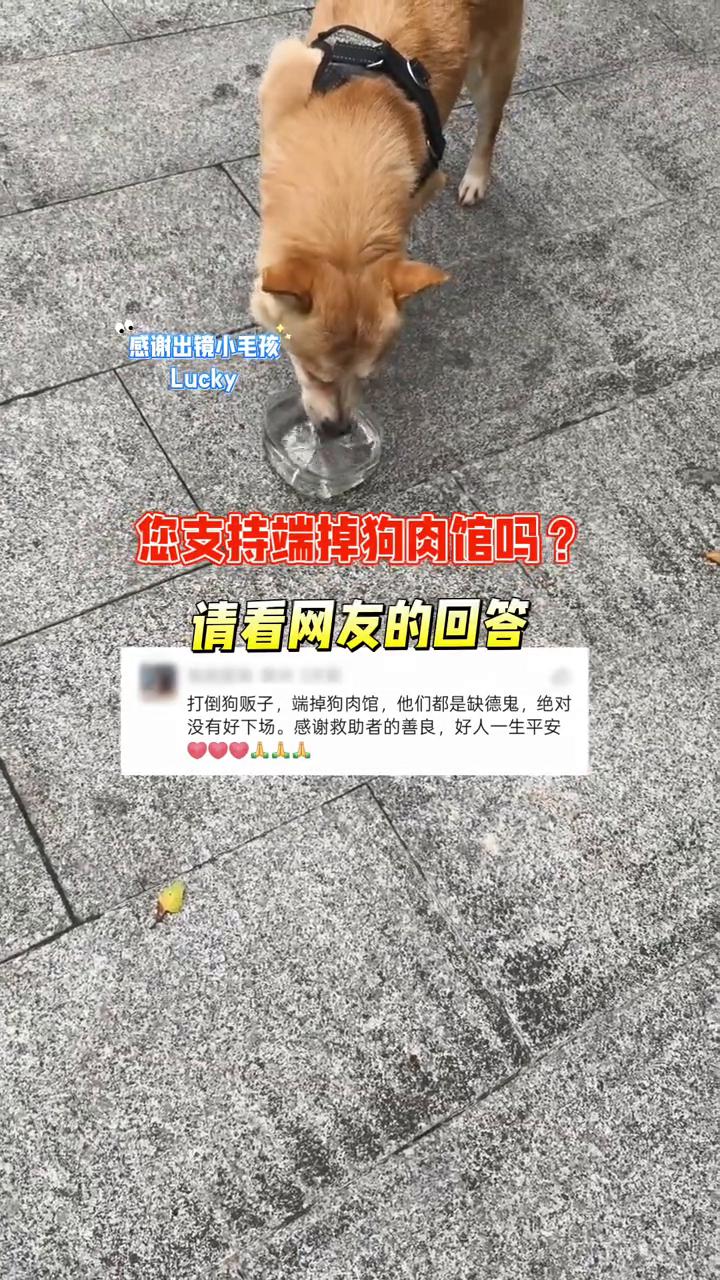 感谢出镜小毛孩，您支持端掉狗肉馆吗？请看网友的回答。
打倒狗贩子，端掉狗肉馆，他