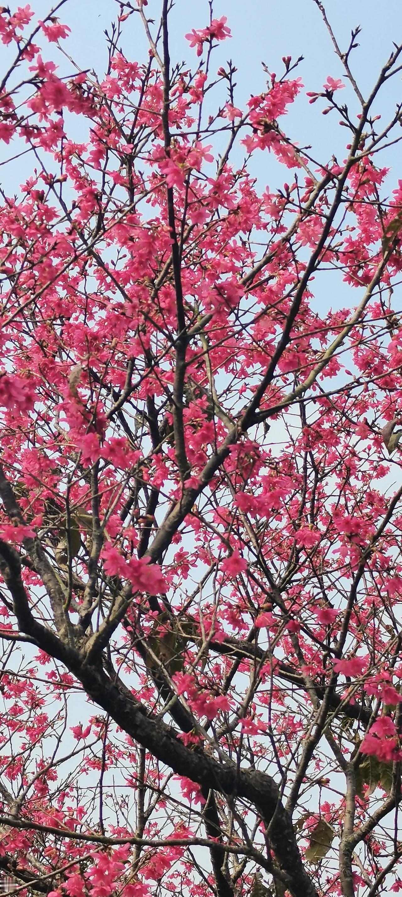 樱花，李花，桃花…

姹紫嫣红总是春