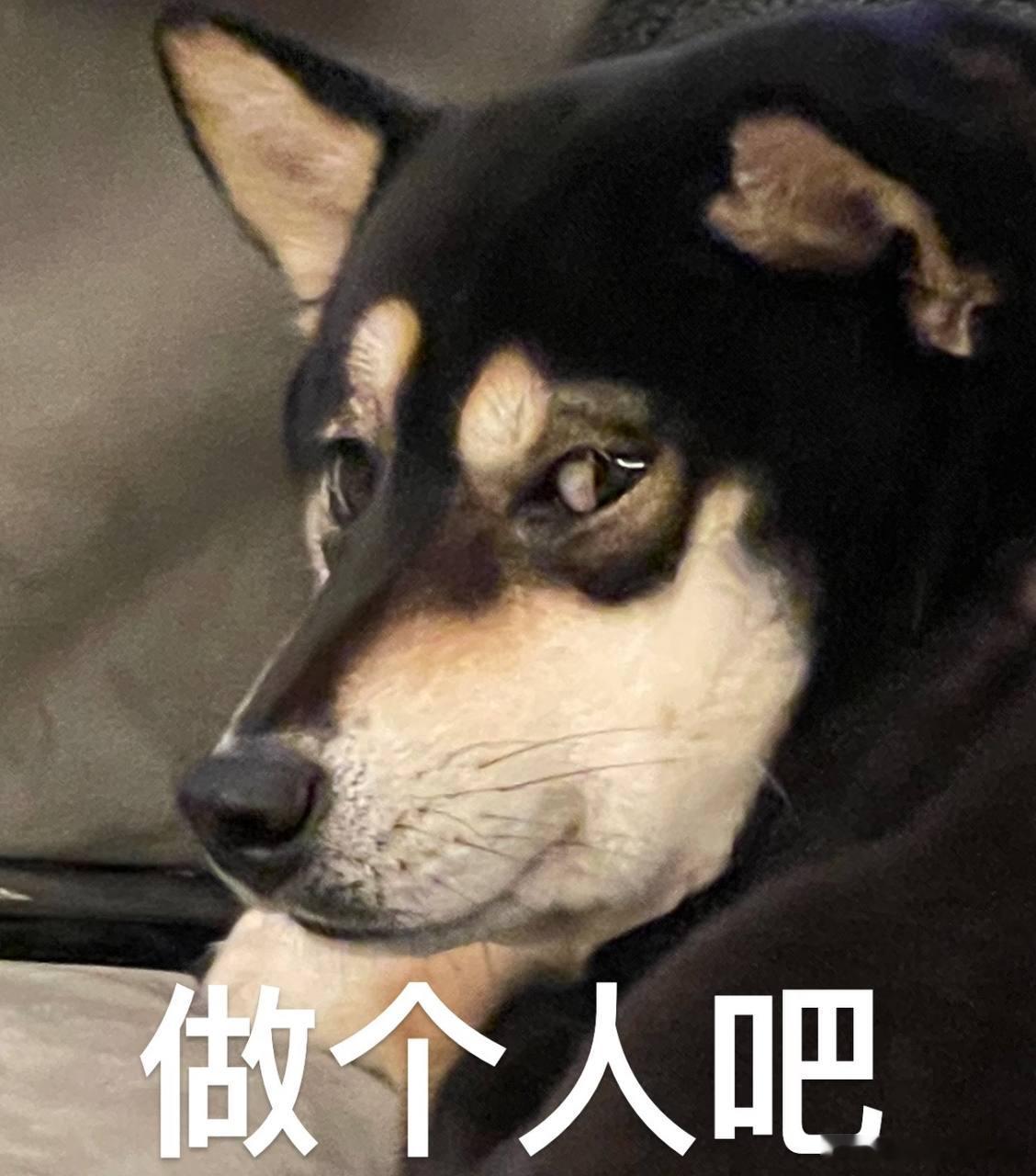 这狗又来了，还没进裙的兄弟们跟紧回家，别失联了 ​​​