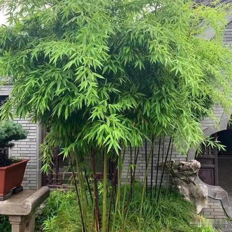 下联：院内翠竹养精神。

（图片来自网络）