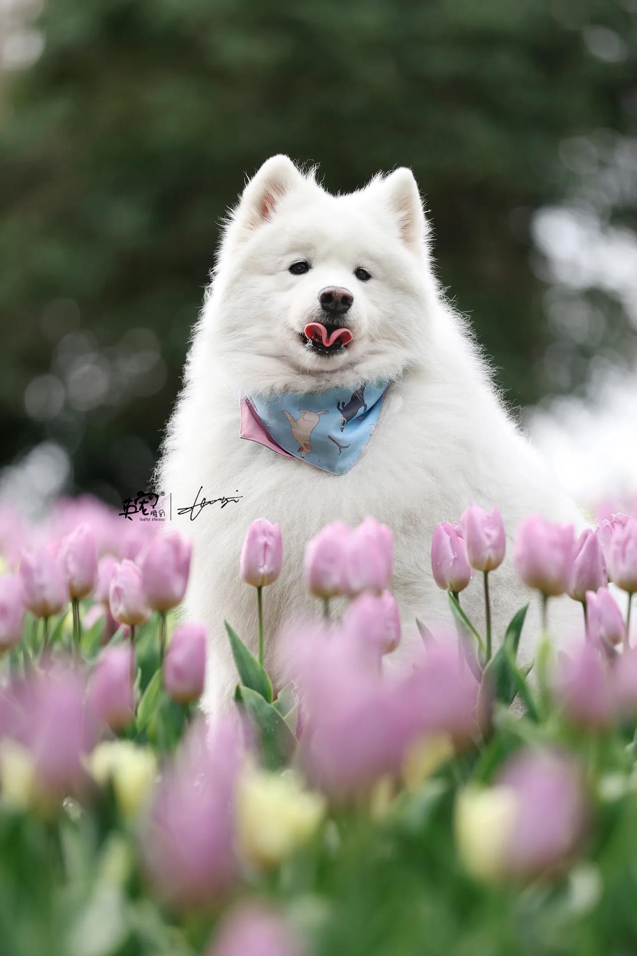 郁金香的粉，和萨摩耶的白，是春天最软的配色🤩
【上海拍摄】