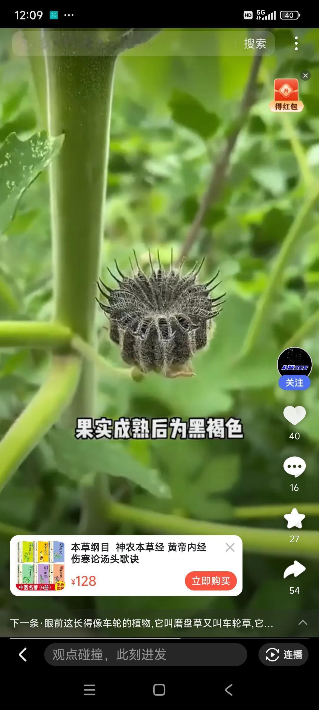 昨天很多人问我磨仔草的图片，这就是磨仔草，以前地边有很多，现在很少见了，但找到后