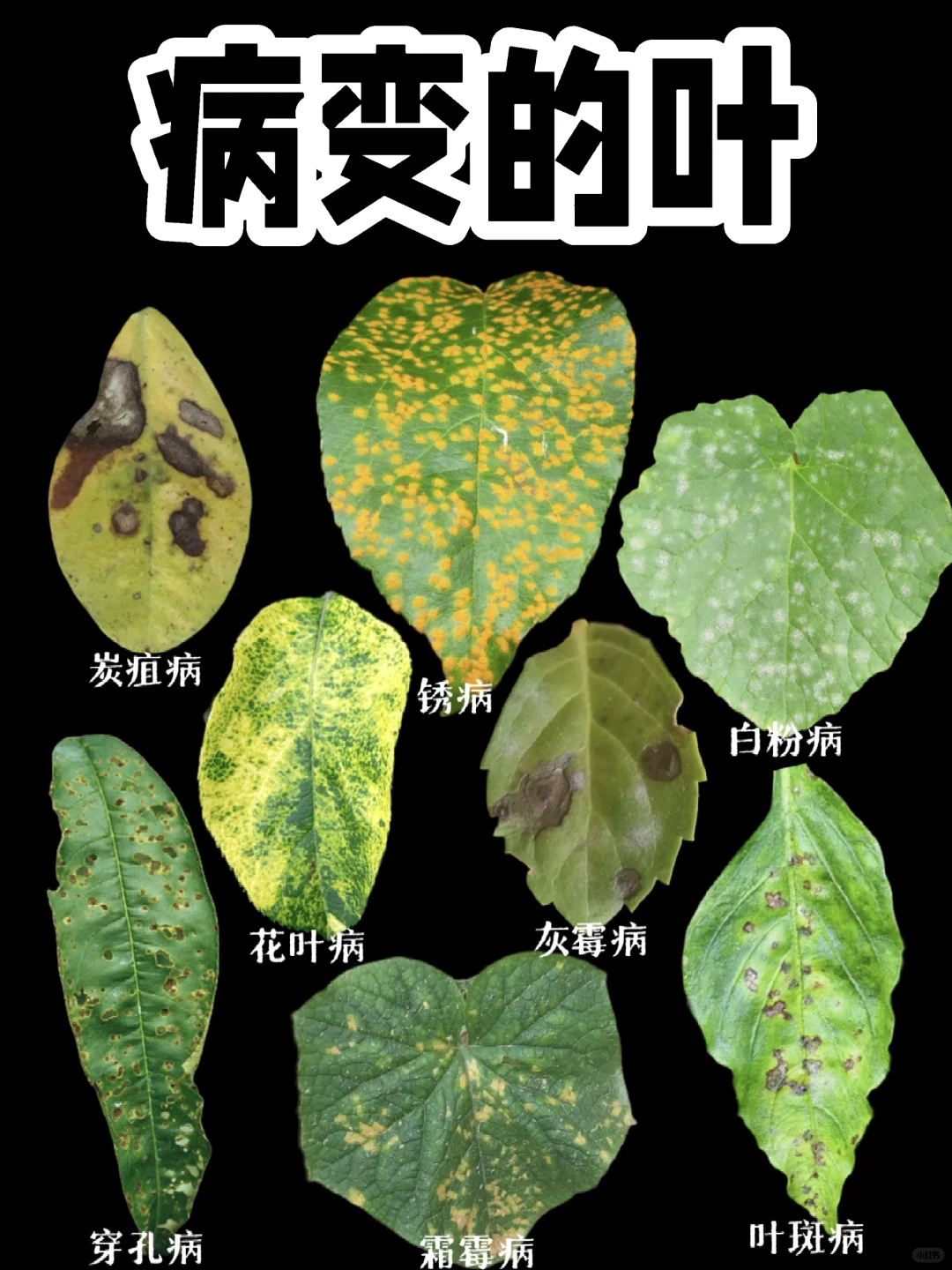 【植物的病变】病变因素复杂