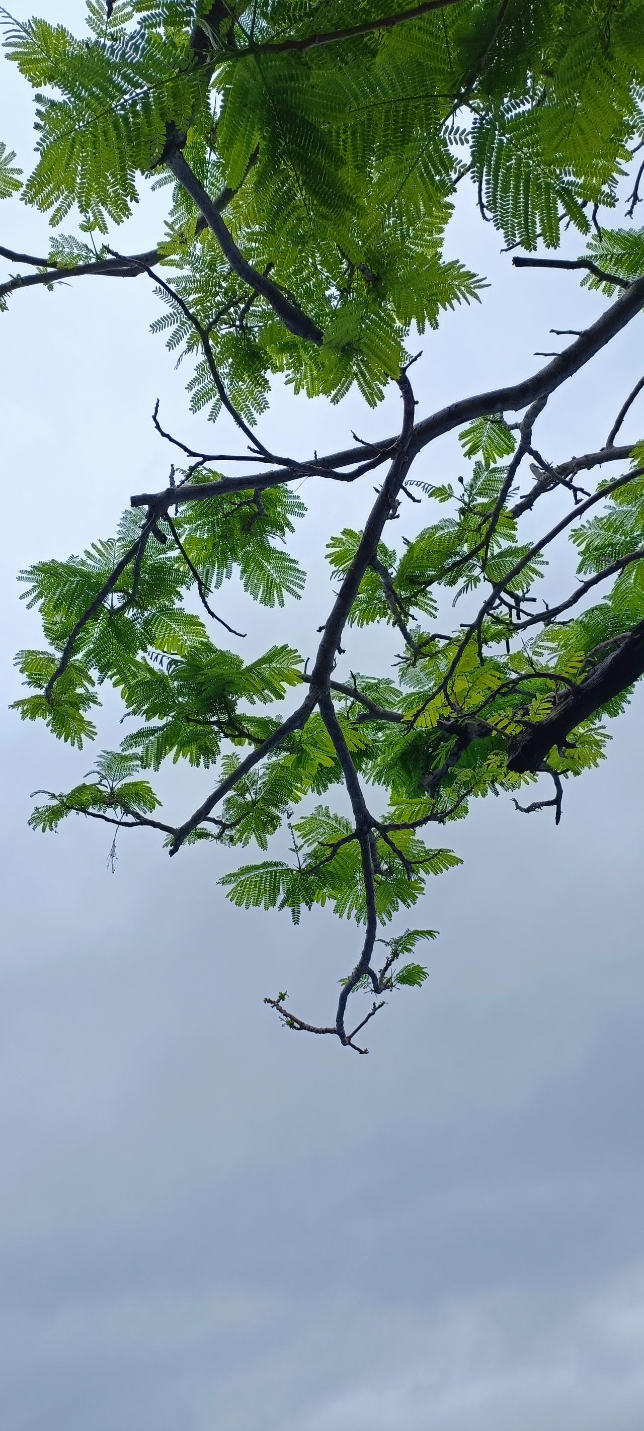 绿意盎然的枝叶在灰蒙蒙的天空下，静谧而美丽。
上联:翠叶拂云天，
下联:清风拂面