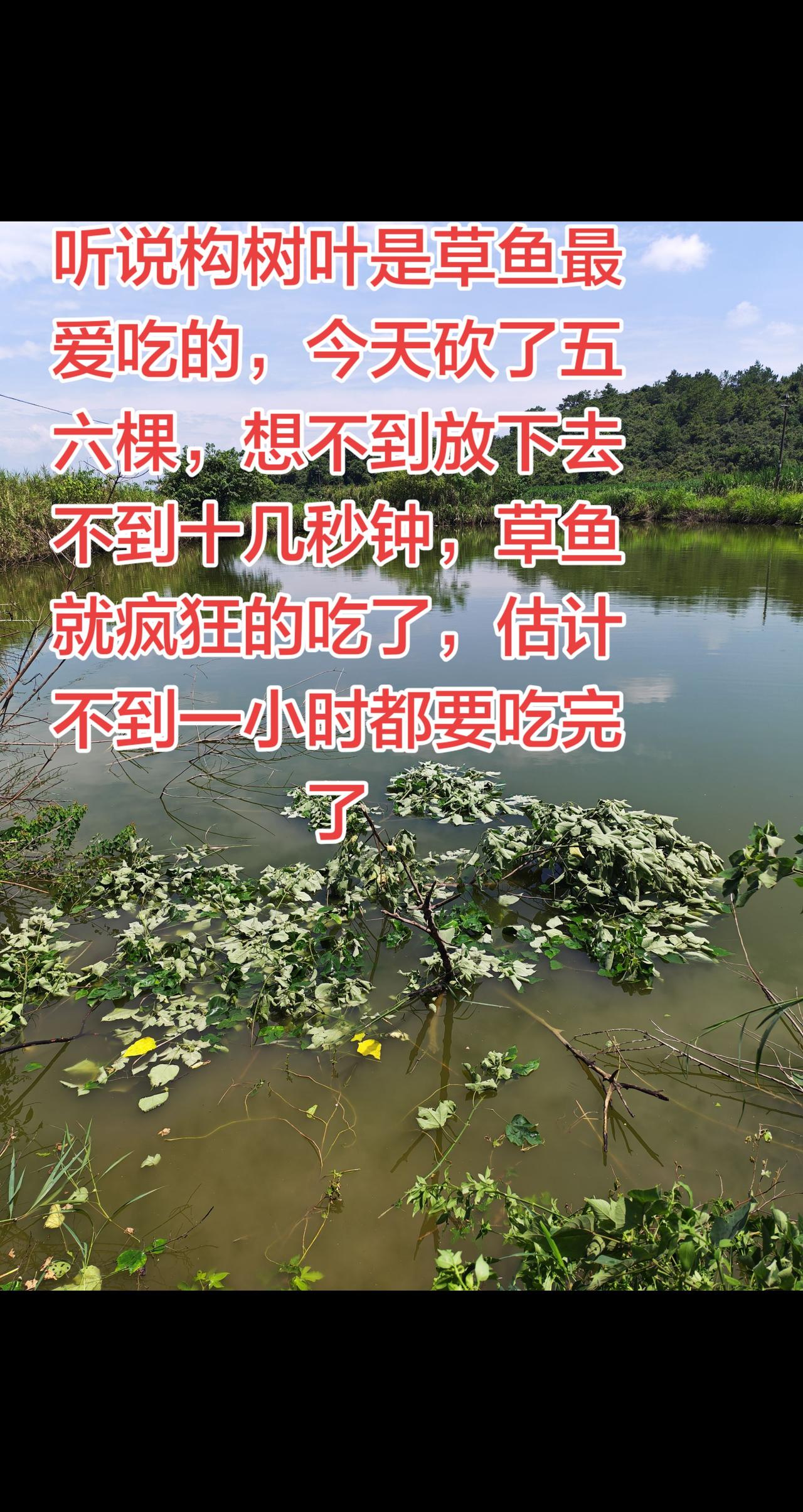 草鱼最爱的树叶。想不到放下去十几秒就开始吃起来养鱼 养鱼日记 三农 农村生活