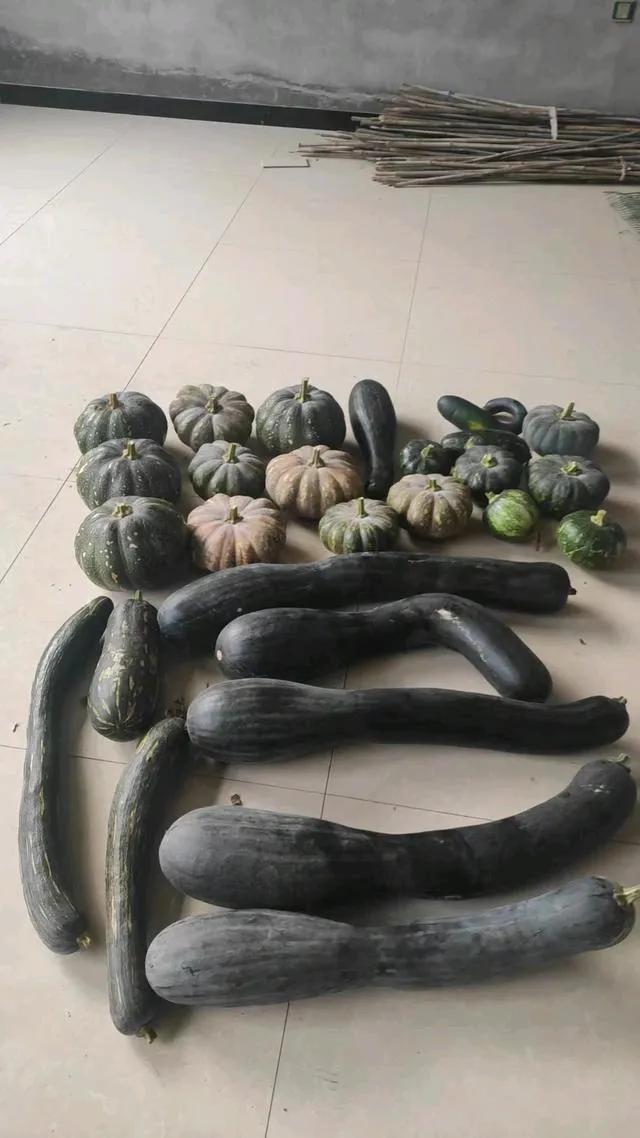 快来瞅瞅！这是我的评论区里一北京网友嗮出的瓜仔们。这叫一个全呢！我数了一下，共有