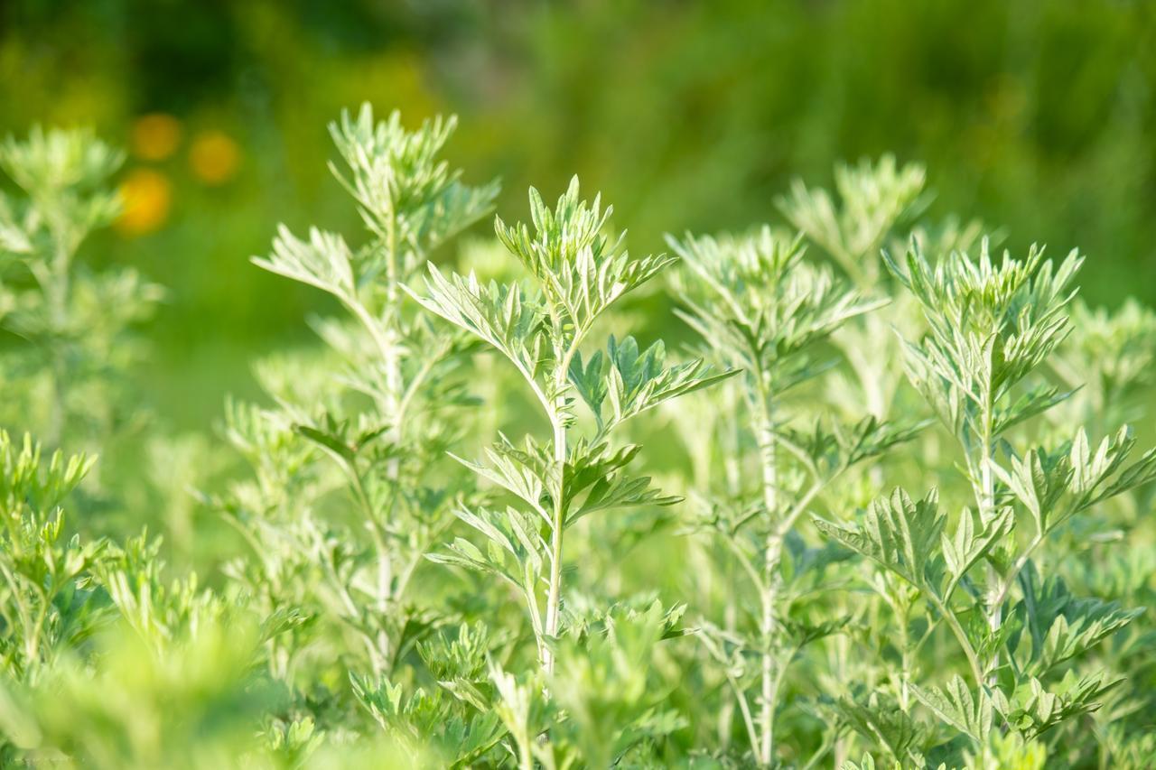 老话说“清明吃一草，百病不来找”，还有的说“春天吃一草，百岁不显老”。这“一草”