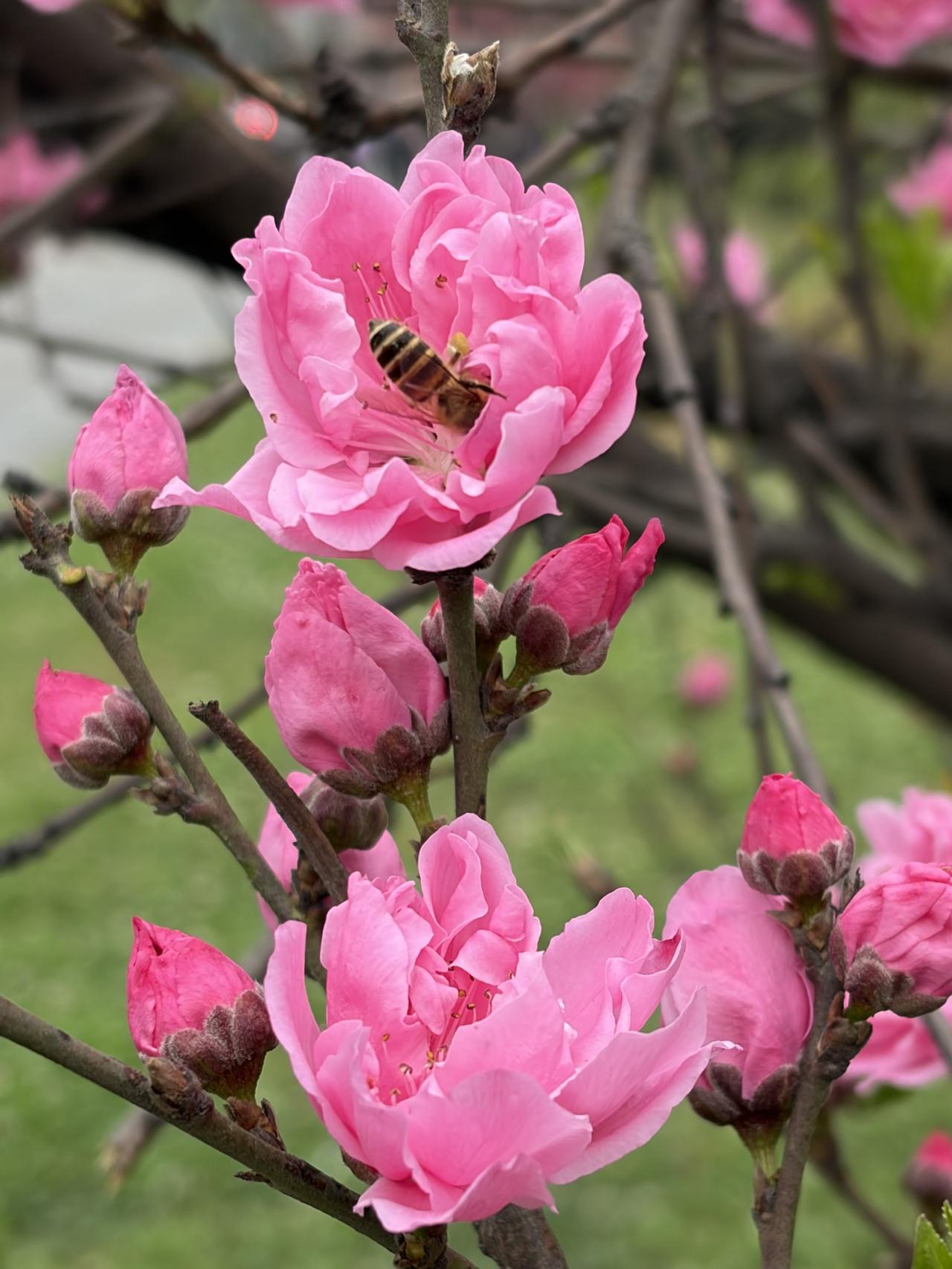 春花带给的治愈感 260319
今年第一次见认真的看春花，是在医院的门口。
候诊