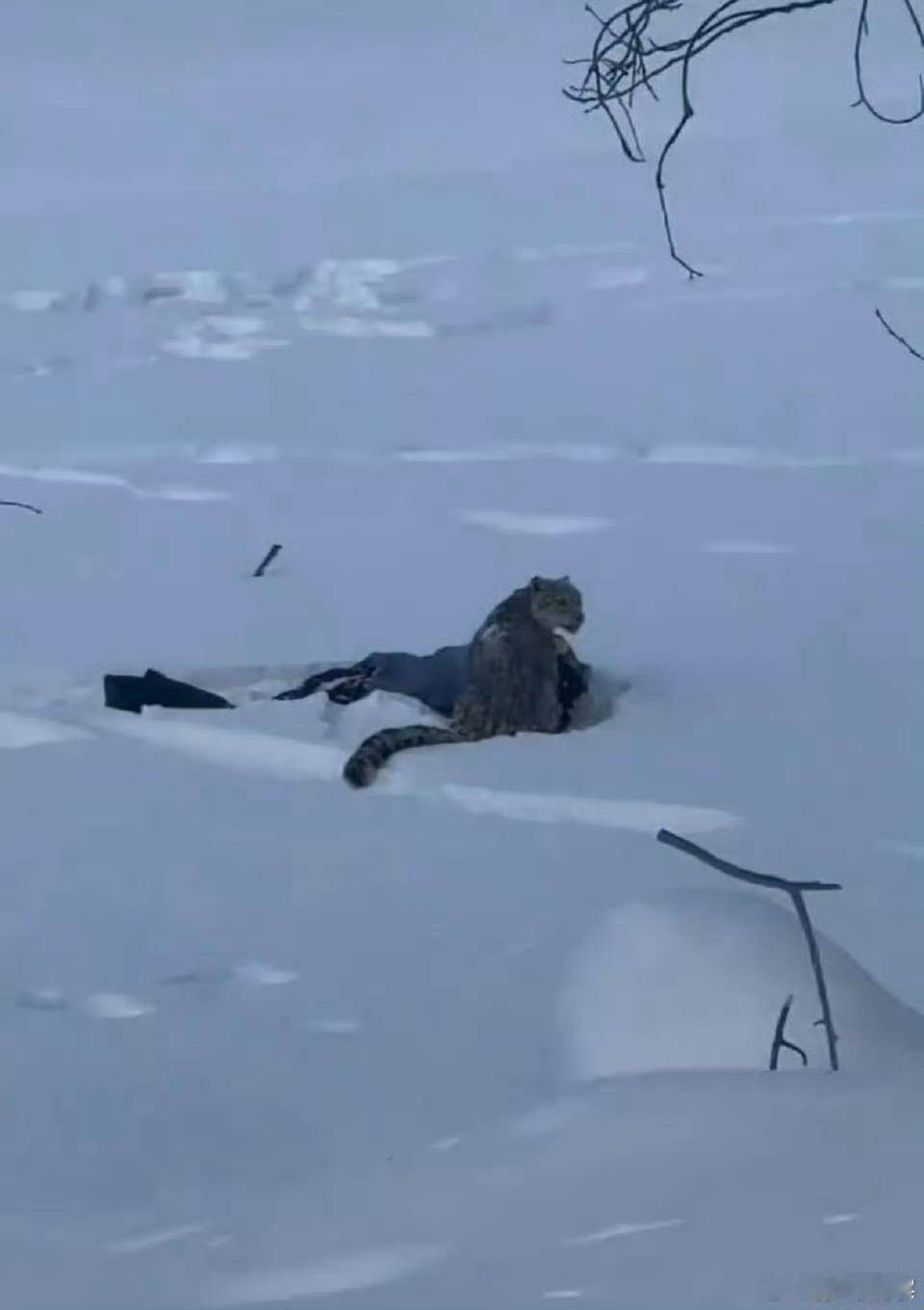 雪豹没读过书，不会说话，不懂替自己发声…那就担全责吧！雪豹全责，能让雪豹自己赔钱