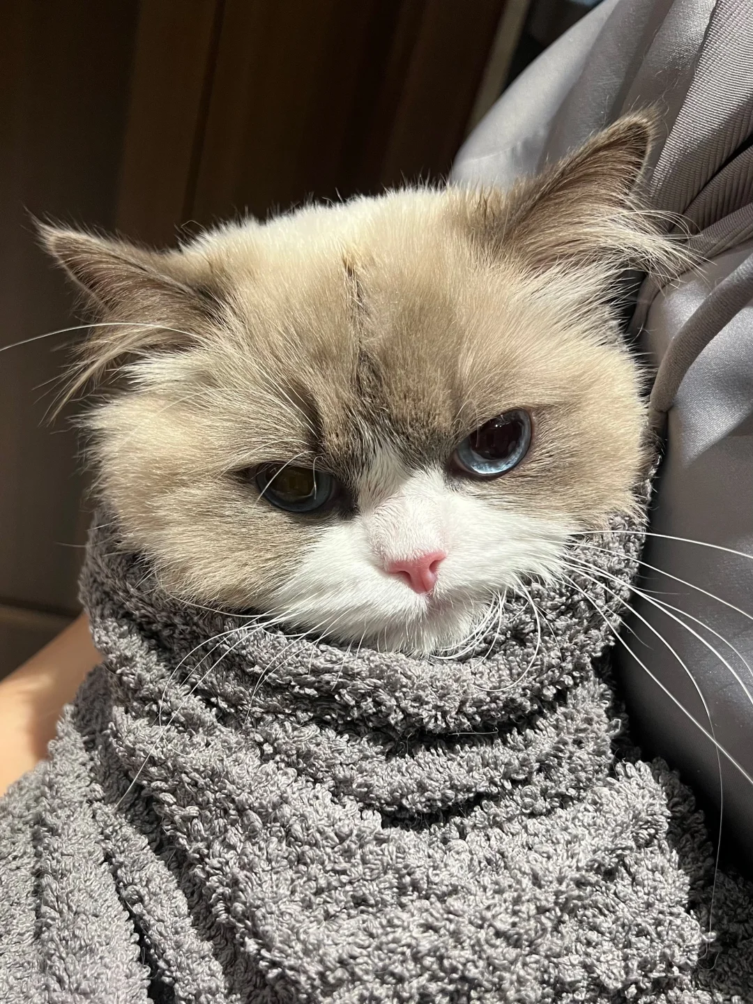 哦莫…这个世界上就没有喜欢洗澡的猫吗