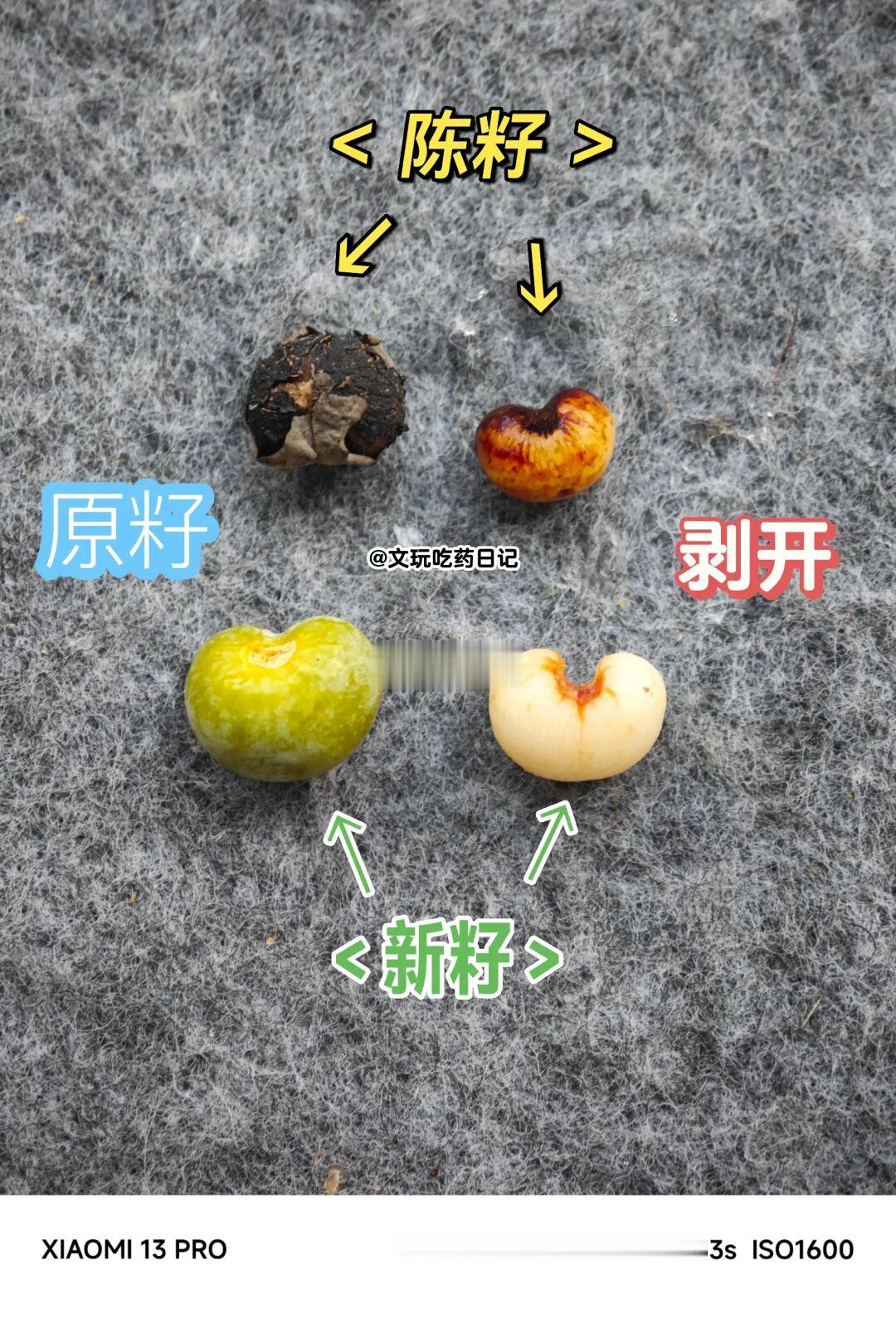 NO.292 金佛草菩提？棕榈？绿化带文玩！