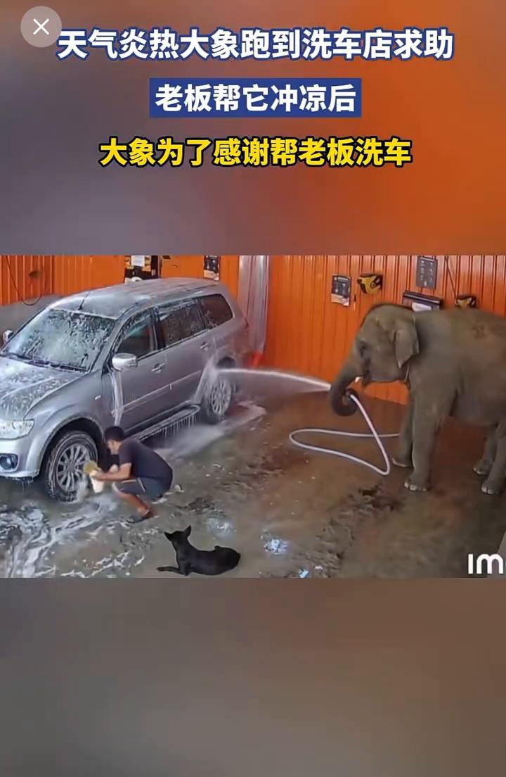 天气炎热，大象跑到洗车店求助，老板帮它冲凉后，大象为了感谢帮老板洗车。