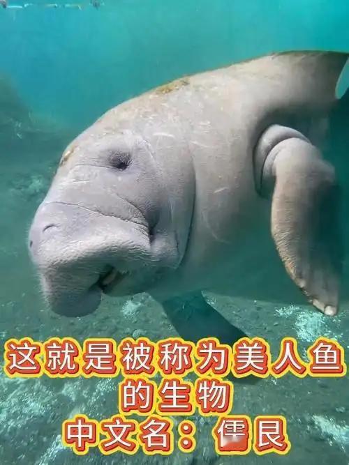 泰国海岸惊现被斩首“美人鱼”尽管不是活体斩首，根据泰国《野生动物保护法》，非法肢