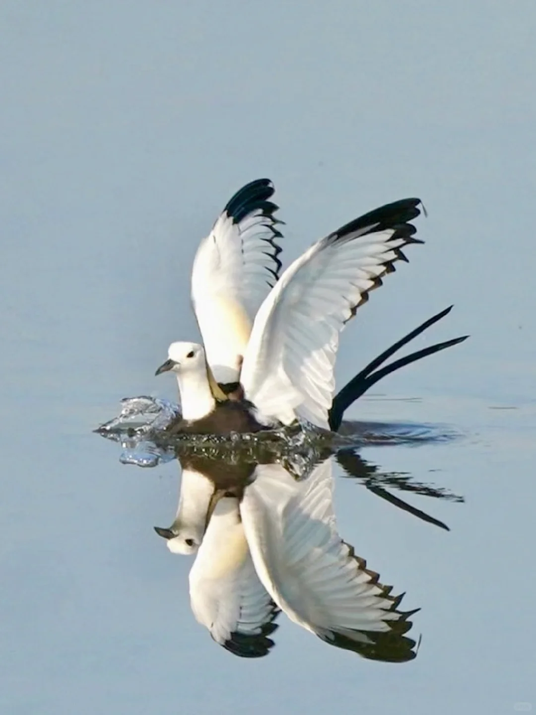 和谐大自然 | 🐦我相机里小鸟的可爱瞬间