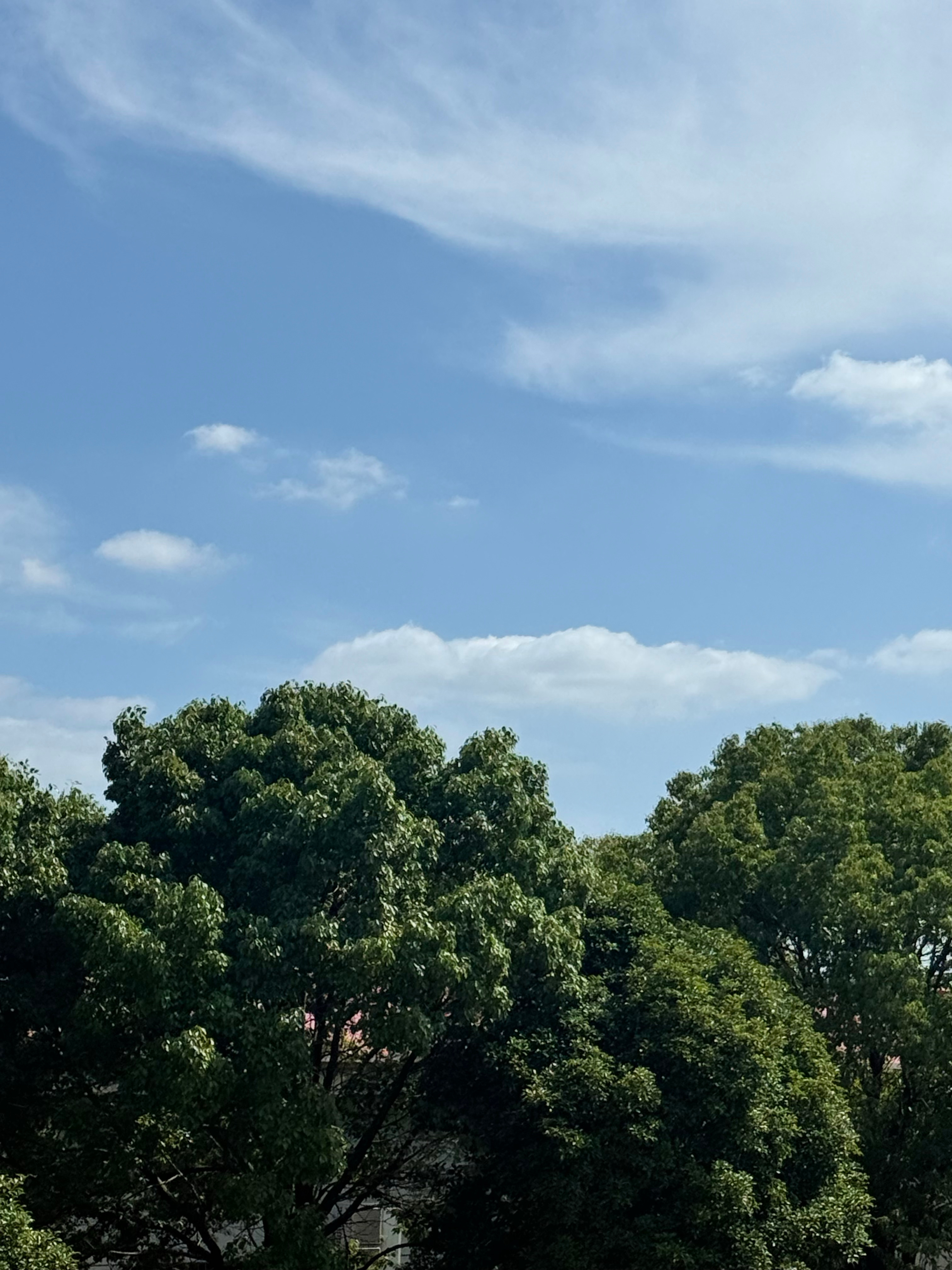 蓝天☁️🌳，还有蝉鸣～ 