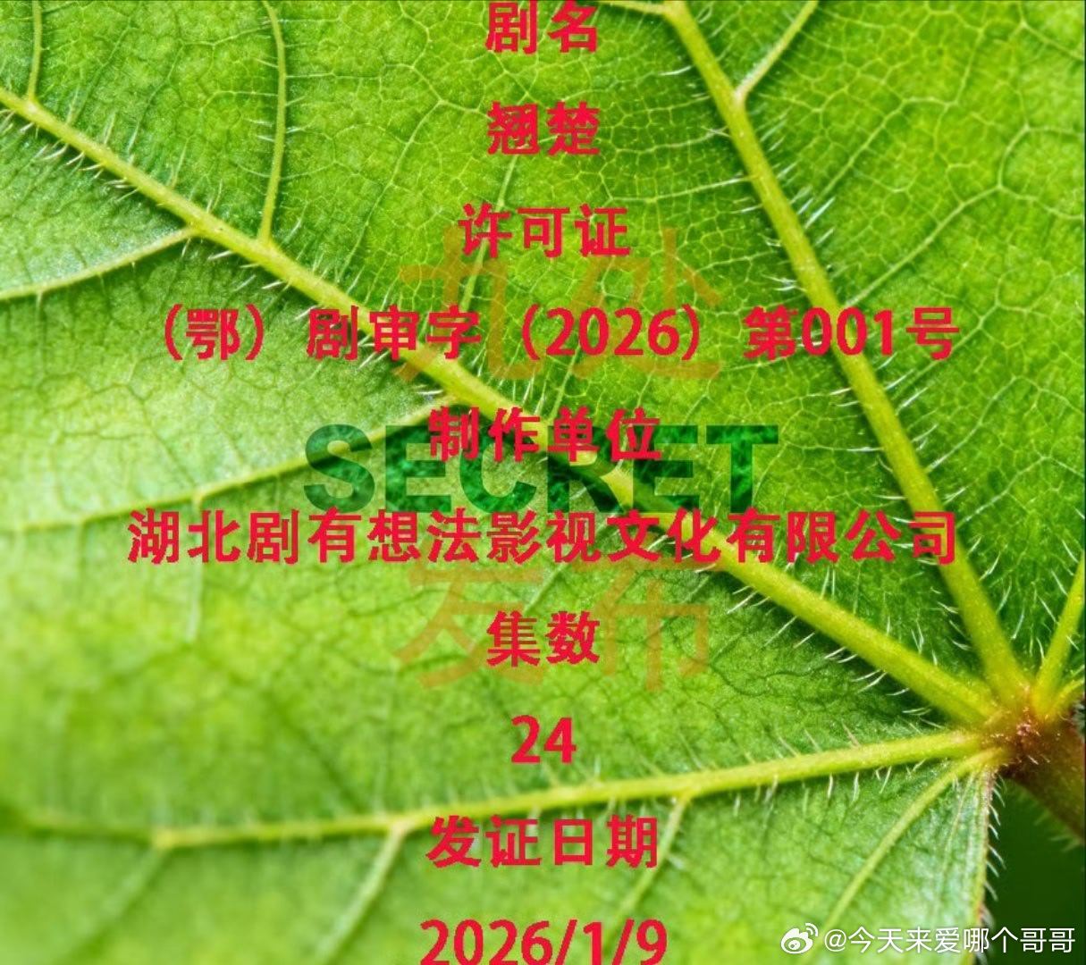 陈都灵、周翊然 翘楚过审下证，共24集 