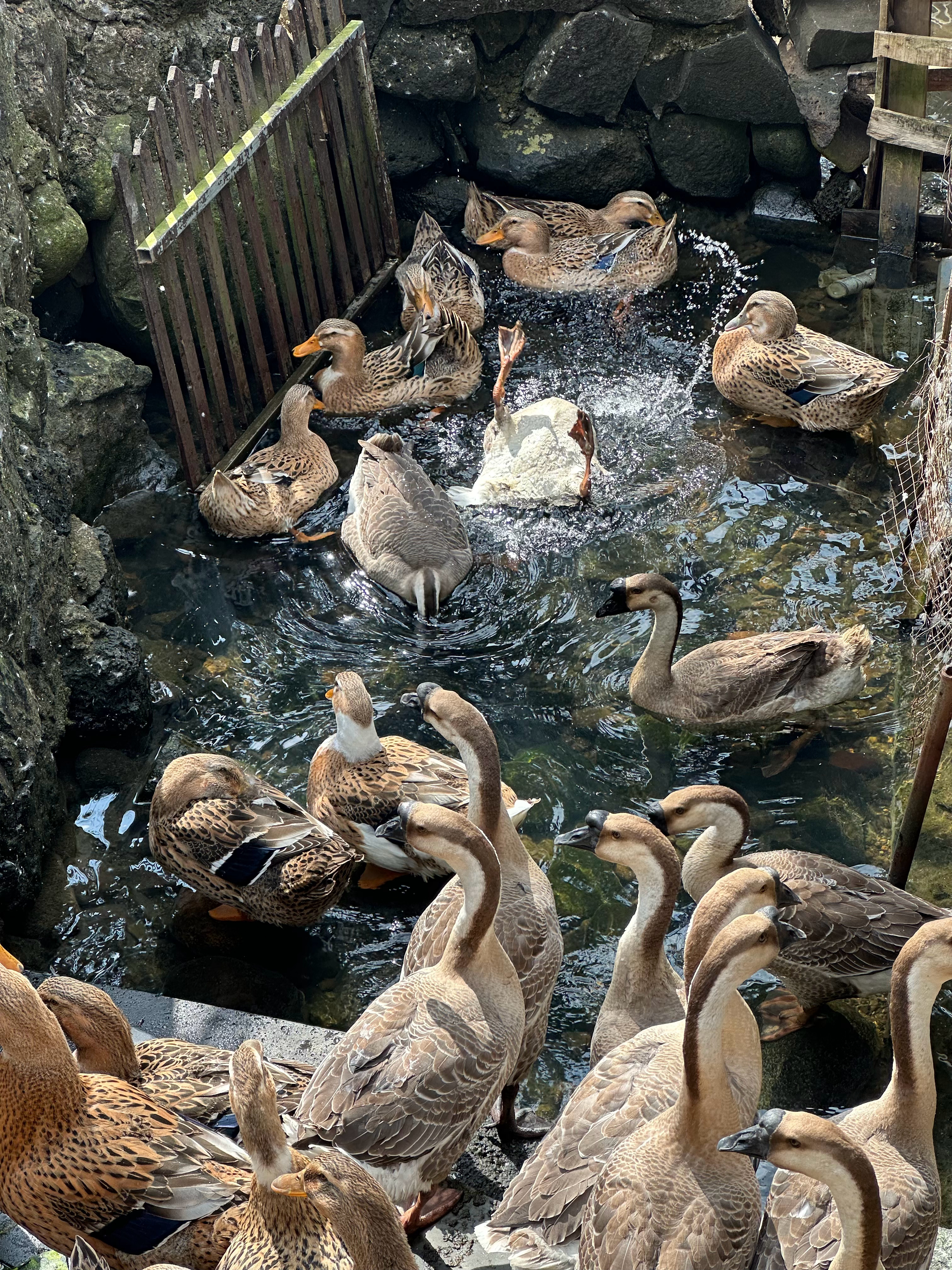 好多嘎嘎（看实况） 