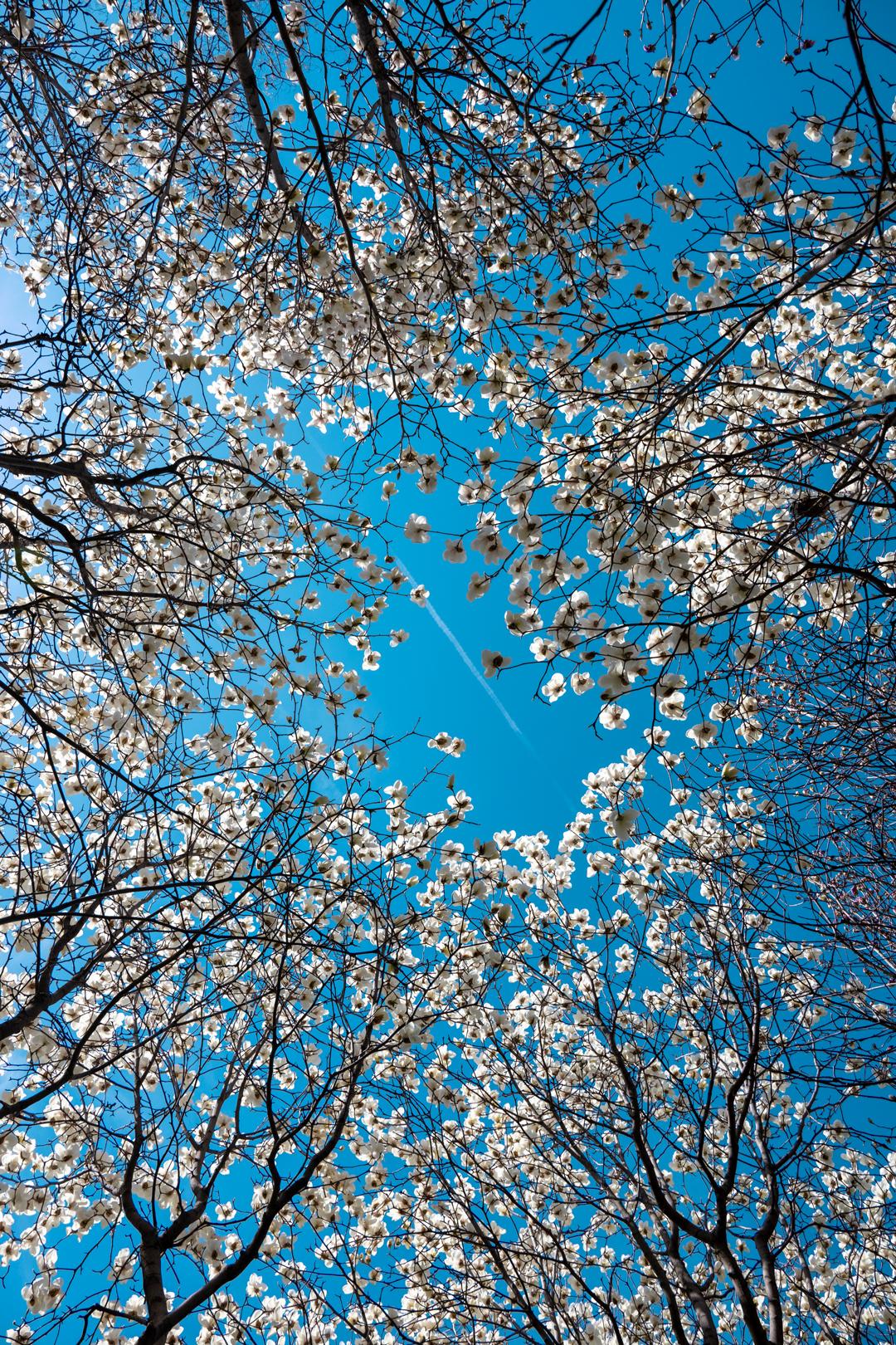 又是一年玉兰花开。