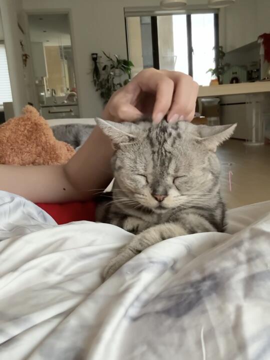 10猫失去了唯一小狗🐶的第35天