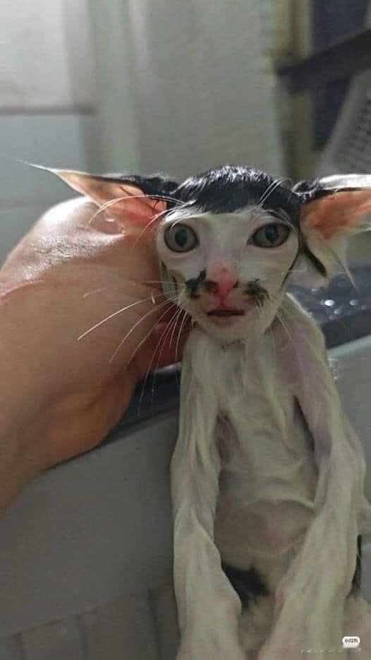 啊😧猫猫最可爱了 ​​​