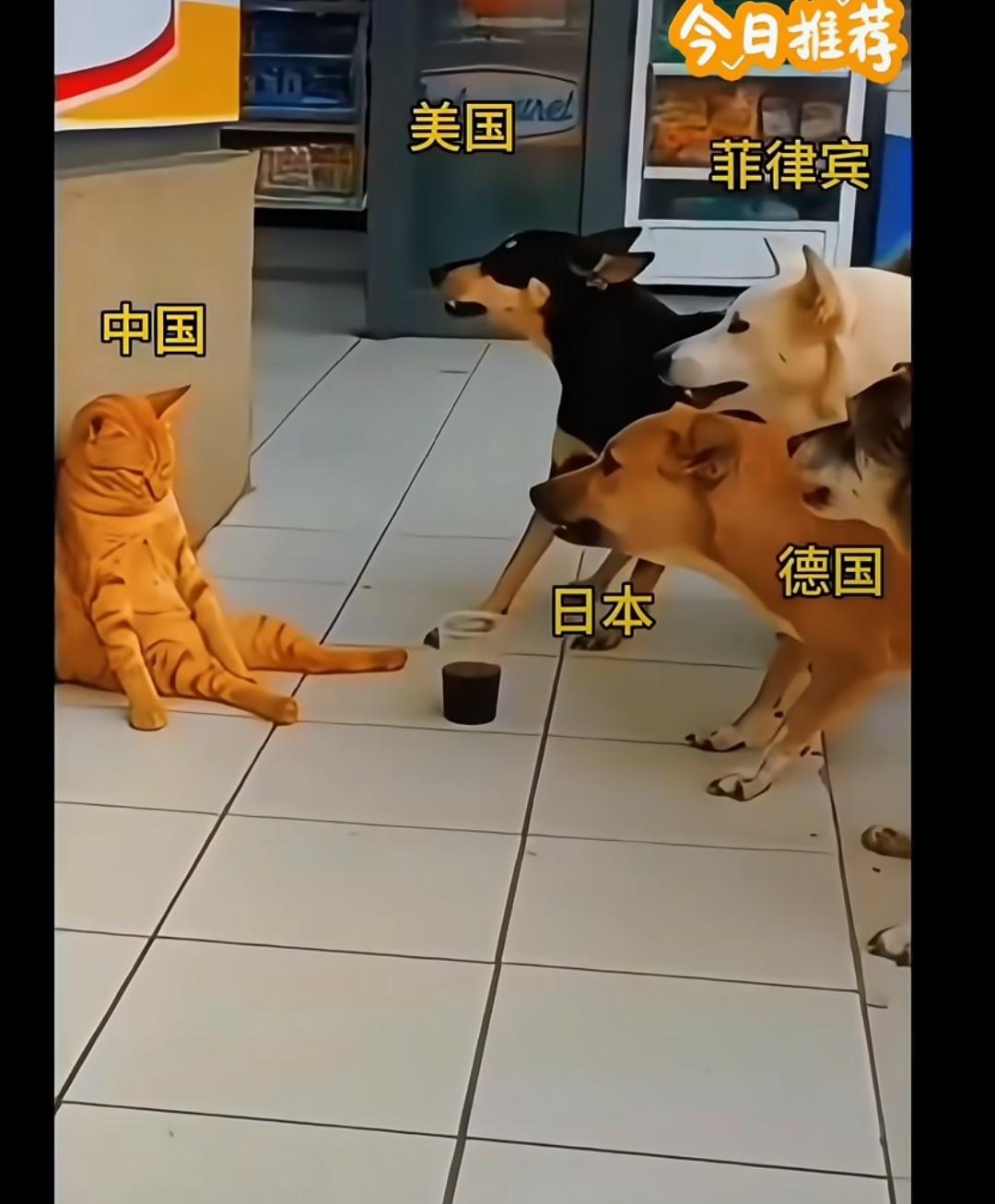 如今的国际局势太难了，你细品很形象！