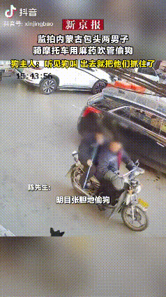 “太有灵性了！”内蒙古包头，两个偷狗的人向小黑狗射了一针麻药，小黑狗立刻掉头跑进